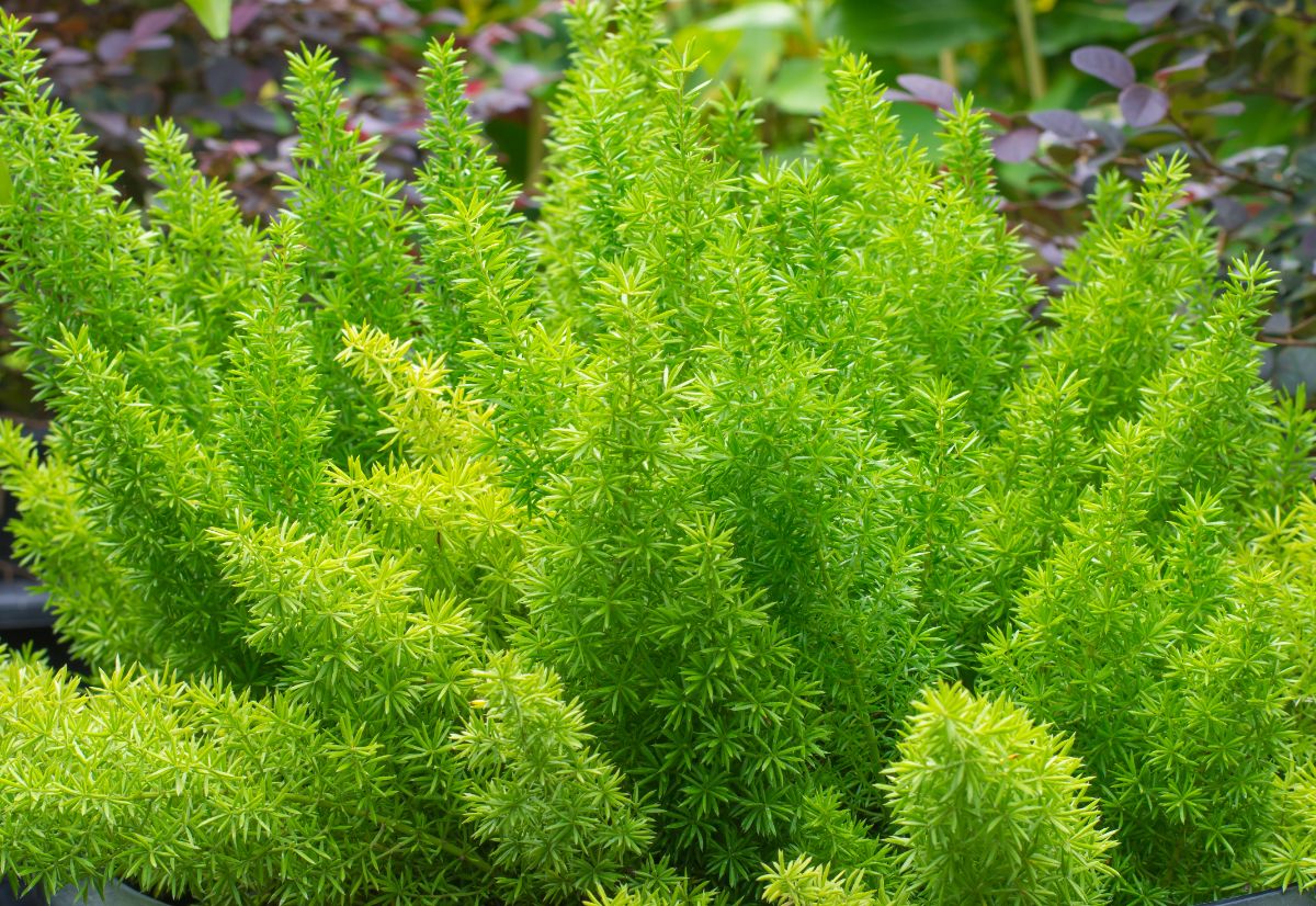 Starlike asparagus ferns