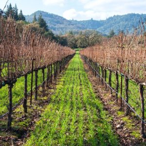 Vineyards in the winter with cover crops.