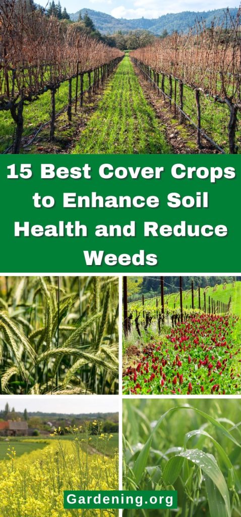 15 Best Cover Crops to Enhance Soil Health and Reduce Weeds pinterest image.
