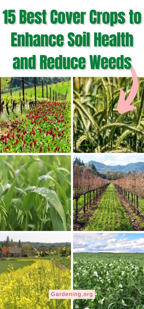 15 Best Cover Crops to Enhance Soil Health and Reduce Weeds pinterest image.