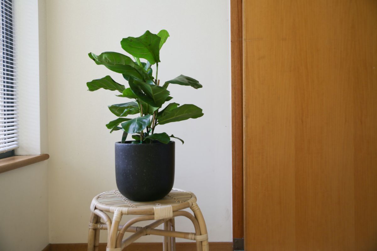 A potted fiddle leaf fig