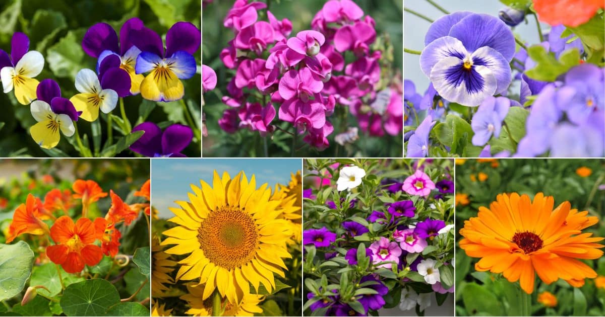 Stretch the season with frost-tolerant annuals - Buffalo