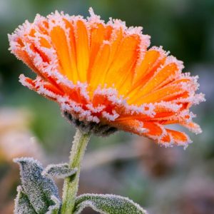Hoar frost on orange and yellow calendula flower blossoms in October frost and warm morning light.