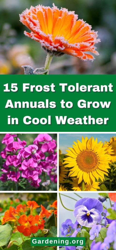 15 Frost Tolerant Annuals to Grow in Cool Weather pinterest image.