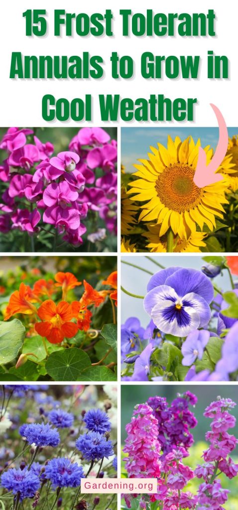 15 Frost Tolerant Annuals to Grow in Cool Weather pinterest image.