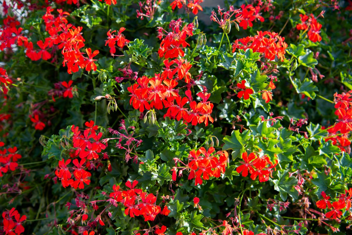 Red flowering ivy leaved geraniums