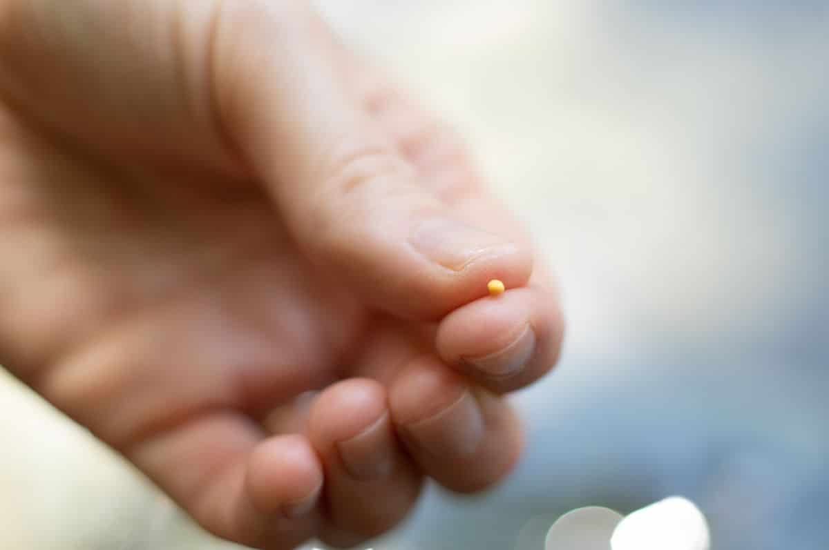 A person holding a seed