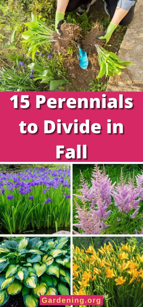 15 Perennials to Divide in Fall pinterest image.