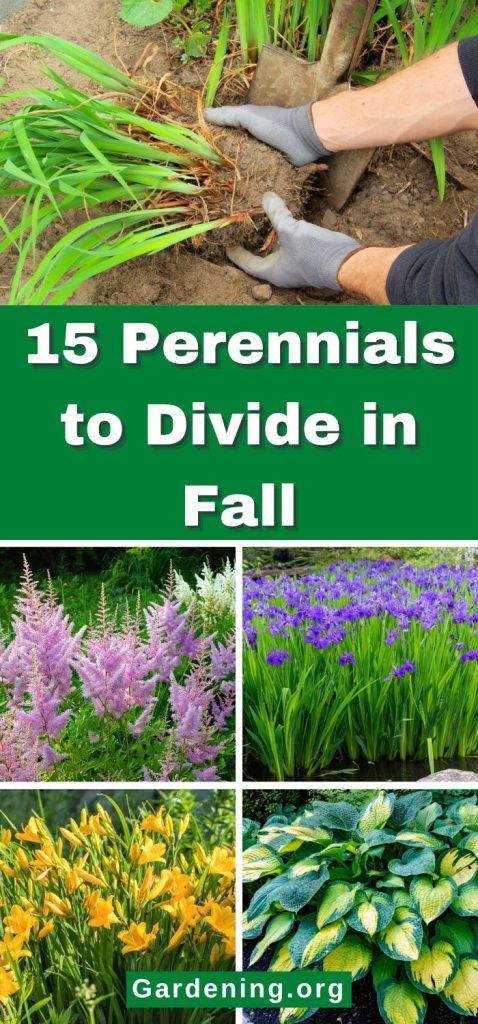15 Perennials to Divide in Fall pinterest image.