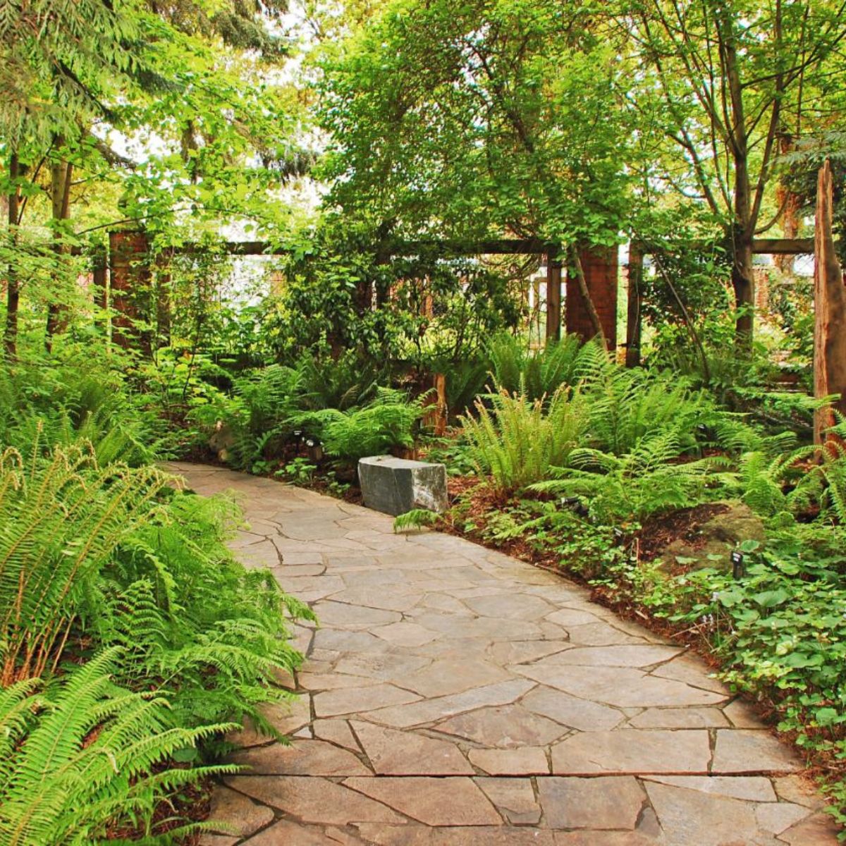 Lush green fern garden with a path walk.