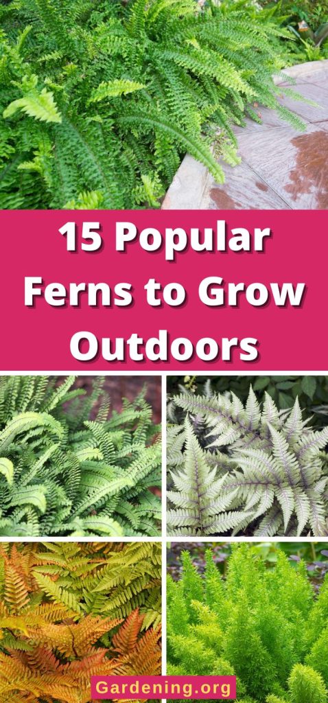 15 Popular Ferns to Grow Outdoors pinterest image.