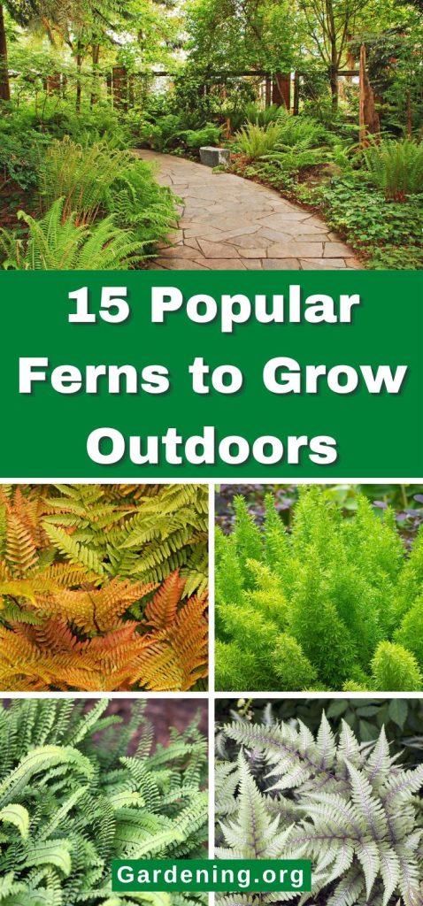 15 Popular Ferns to Grow Outdoors pinterest image.