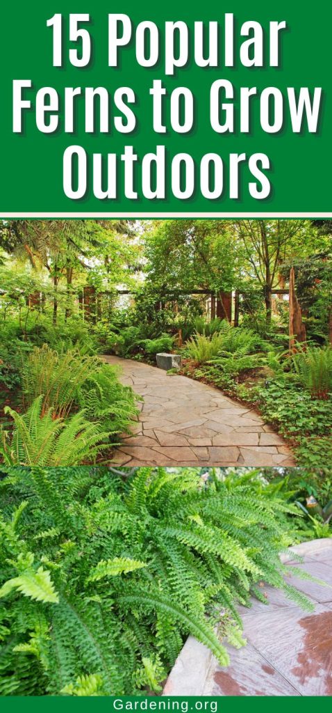 15 Popular Ferns to Grow Outdoors pinterest image.