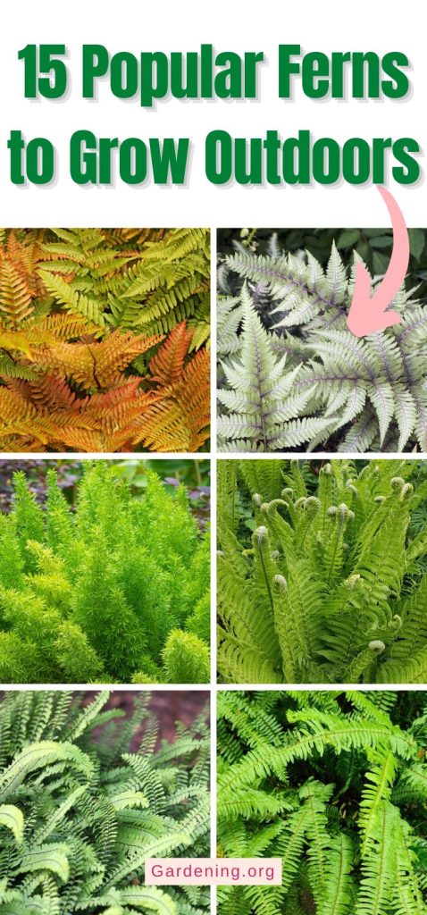 15 Popular Ferns to Grow Outdoors pinterest image.