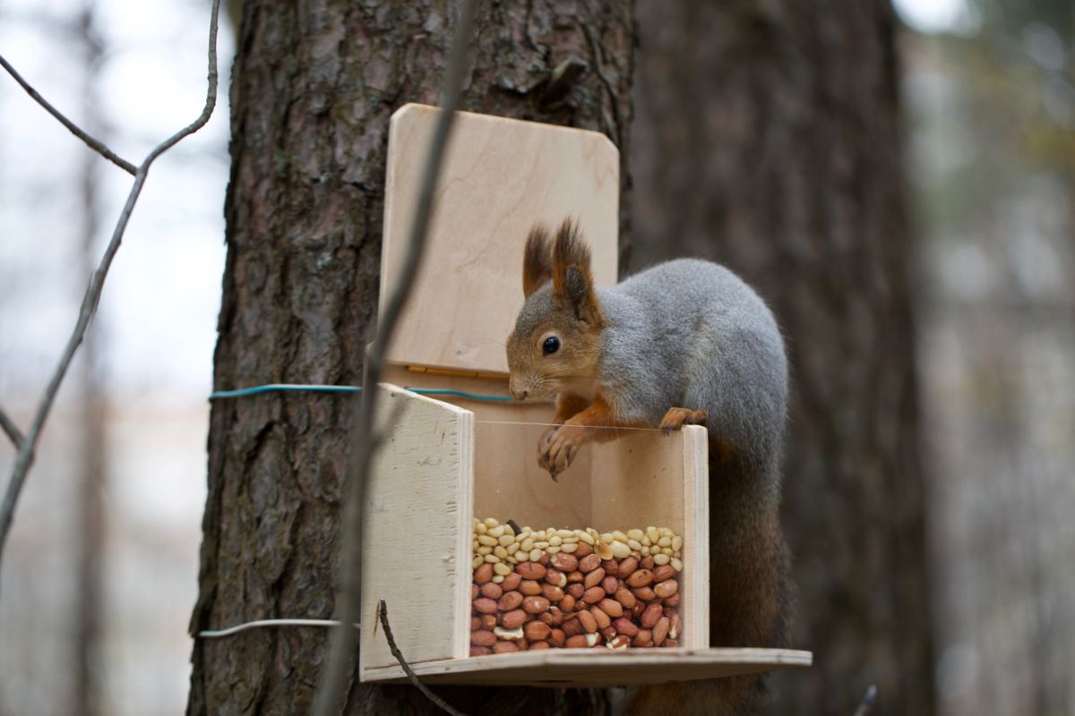 A squirrel in a nut feeder