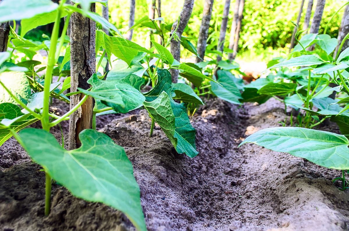 Natural wood used for permaculture trellising