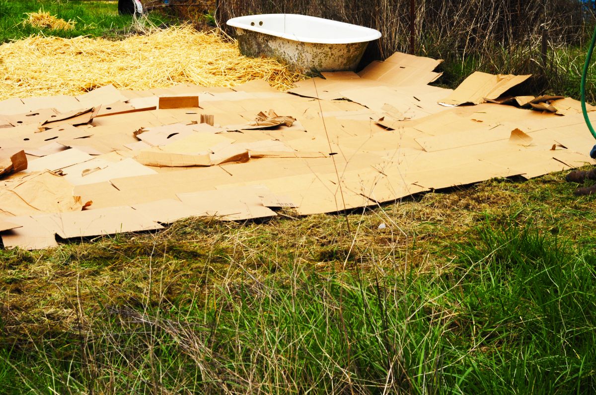 Cardboard used for sheet mulching