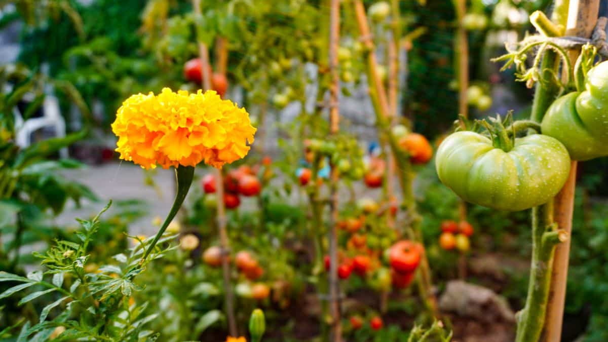 Healthy, symbiotic relationships in a permaculture garden