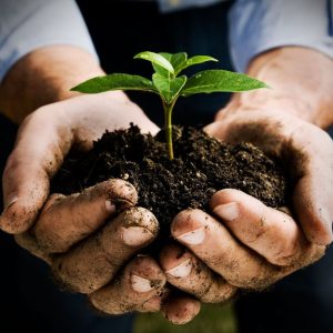 Farmer hands holding a fresh young plant.