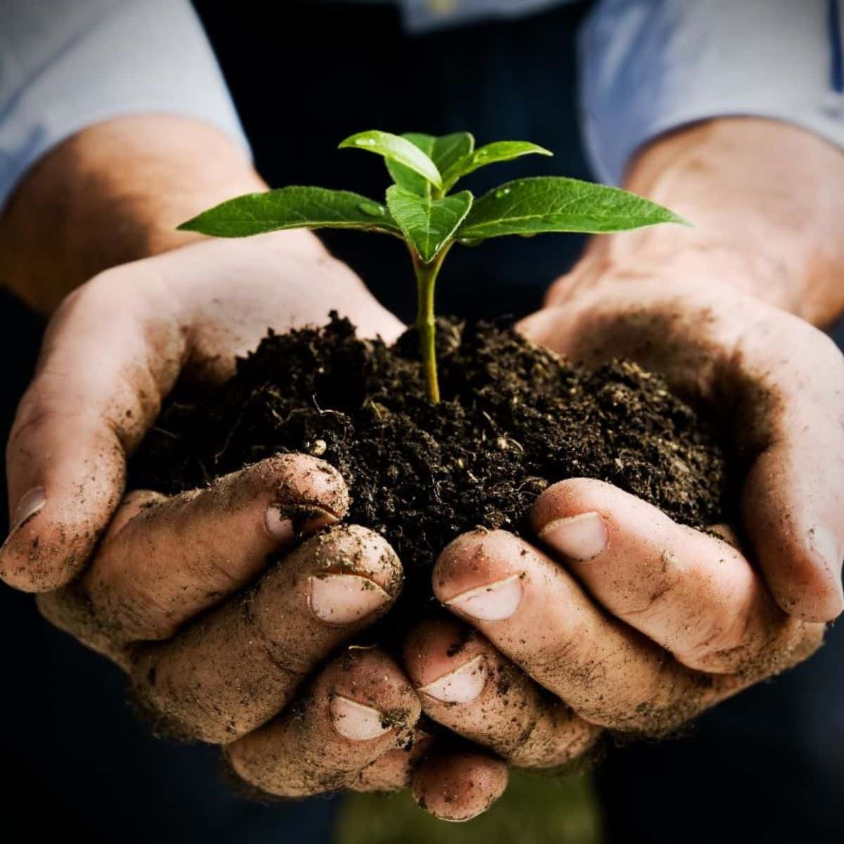 Farmer hands holding a fresh young plant.
