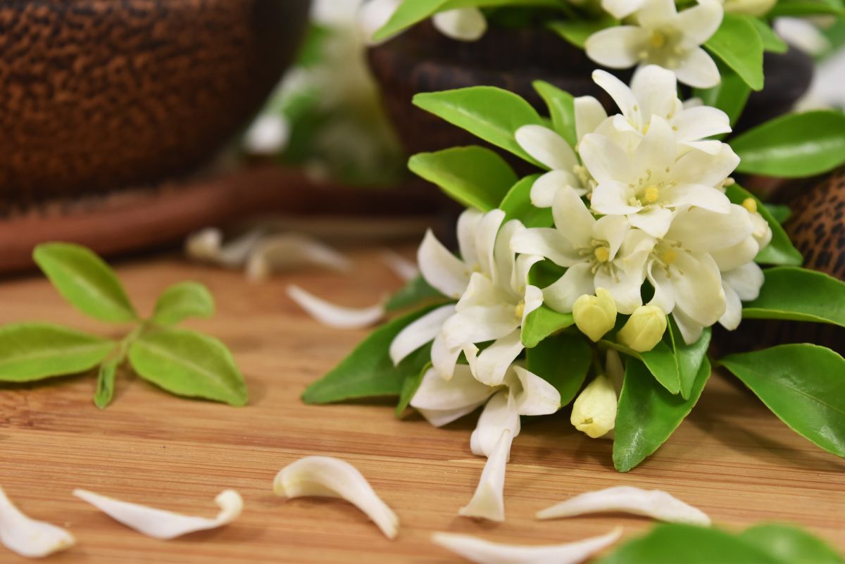 White jasmine, good feelings, innocent love