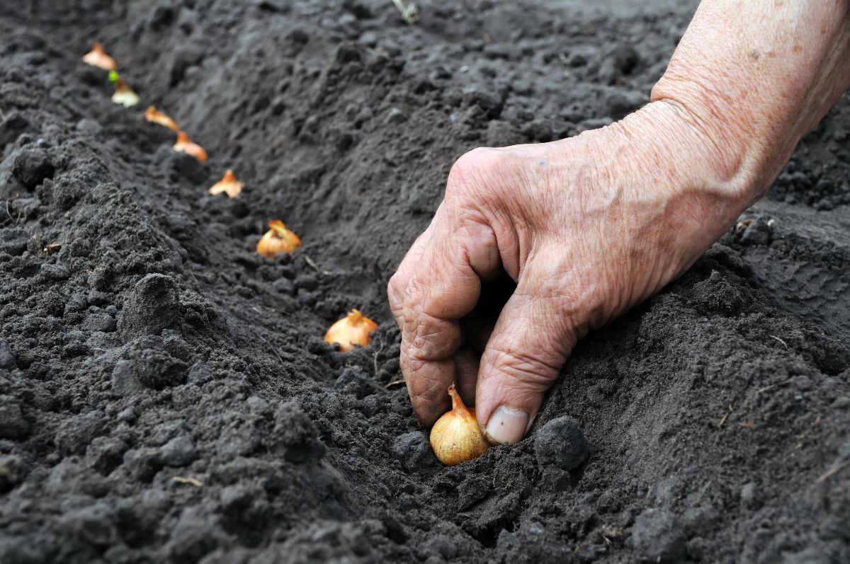 Small bulbs being planted in a garden
