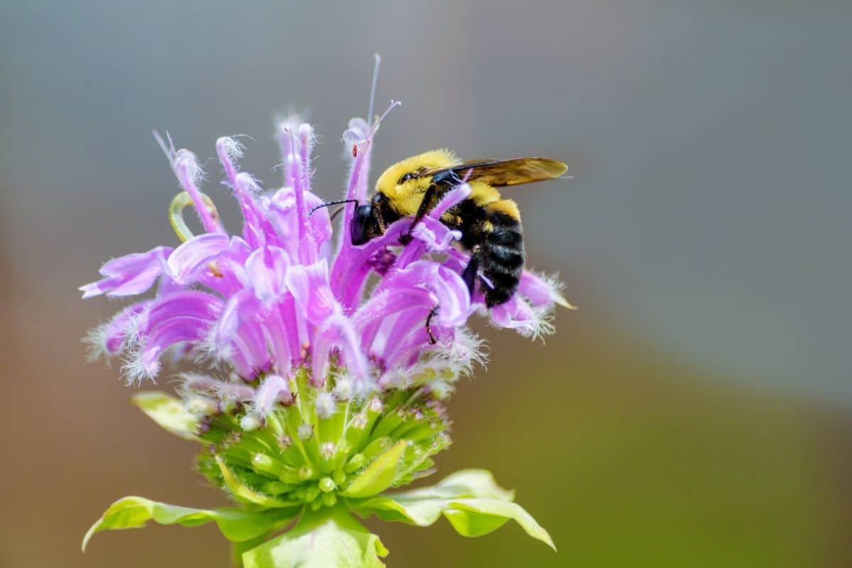 A bee on a bee balm plant