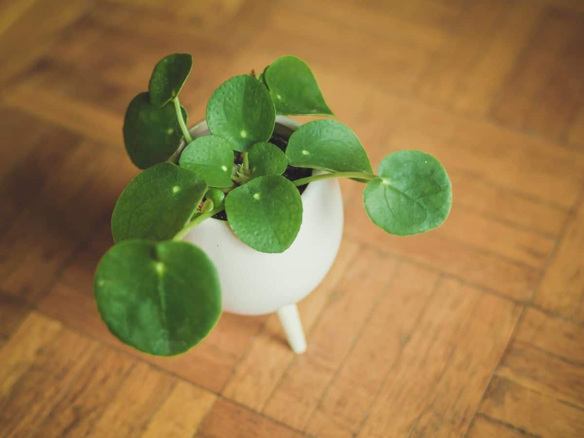 A small Chinese money plant