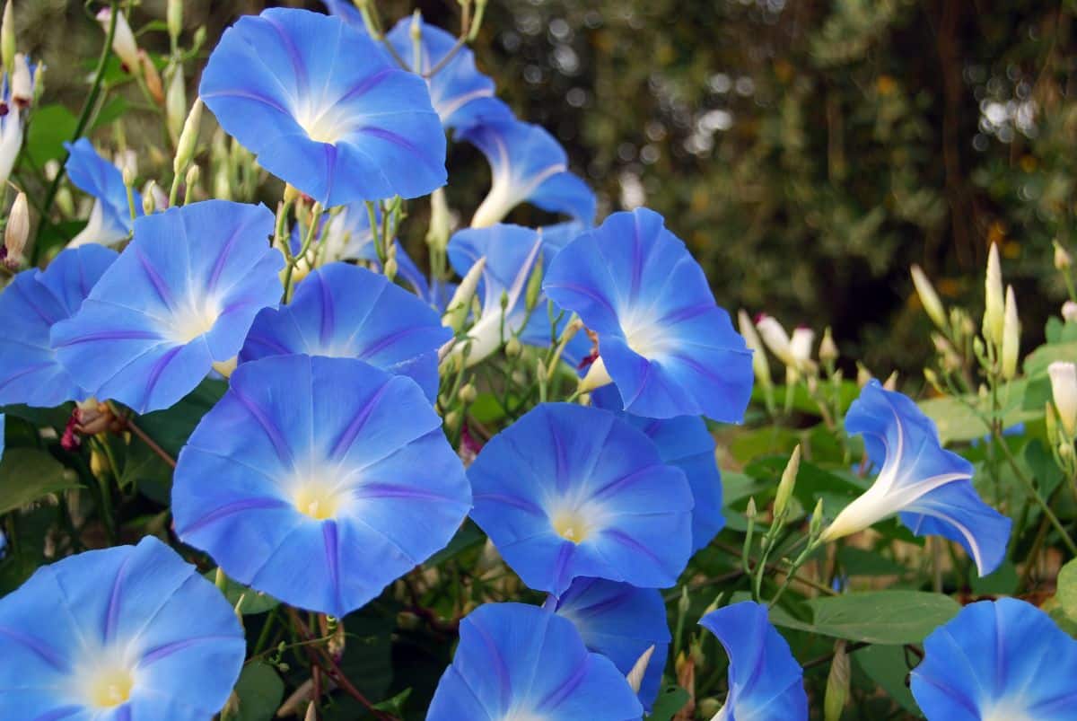 Periwinkle purple morning glory flowers