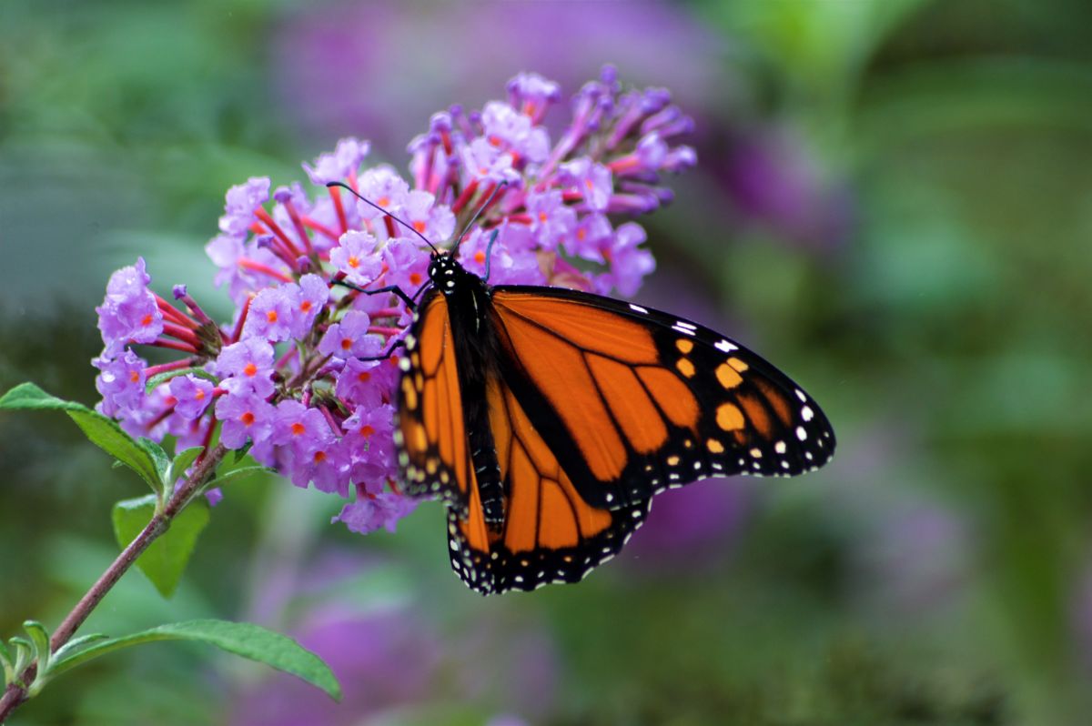 Monarch butterfly on a butterfly bush