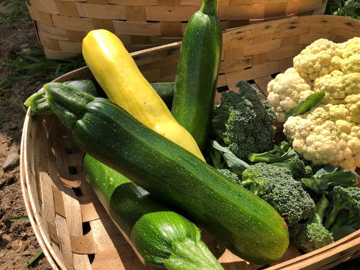 A variety of vegetable ready for pickling