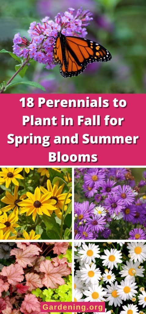 18 Perennials to Plant in Fall for Spring and Summer Blooms pinterest image.