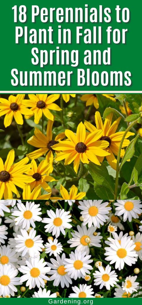 18 Perennials to Plant in Fall for Spring and Summer Blooms pinterest image.
