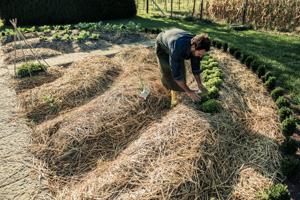 A man gardens using natural mounds and natural mulch materials