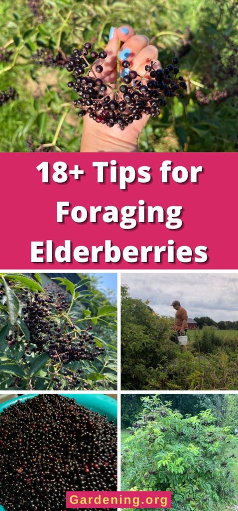 18+ Tips for Foraging Elderberries pinterest image.