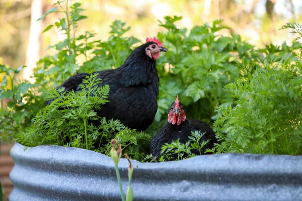 Chickens looking for bugs in a garden