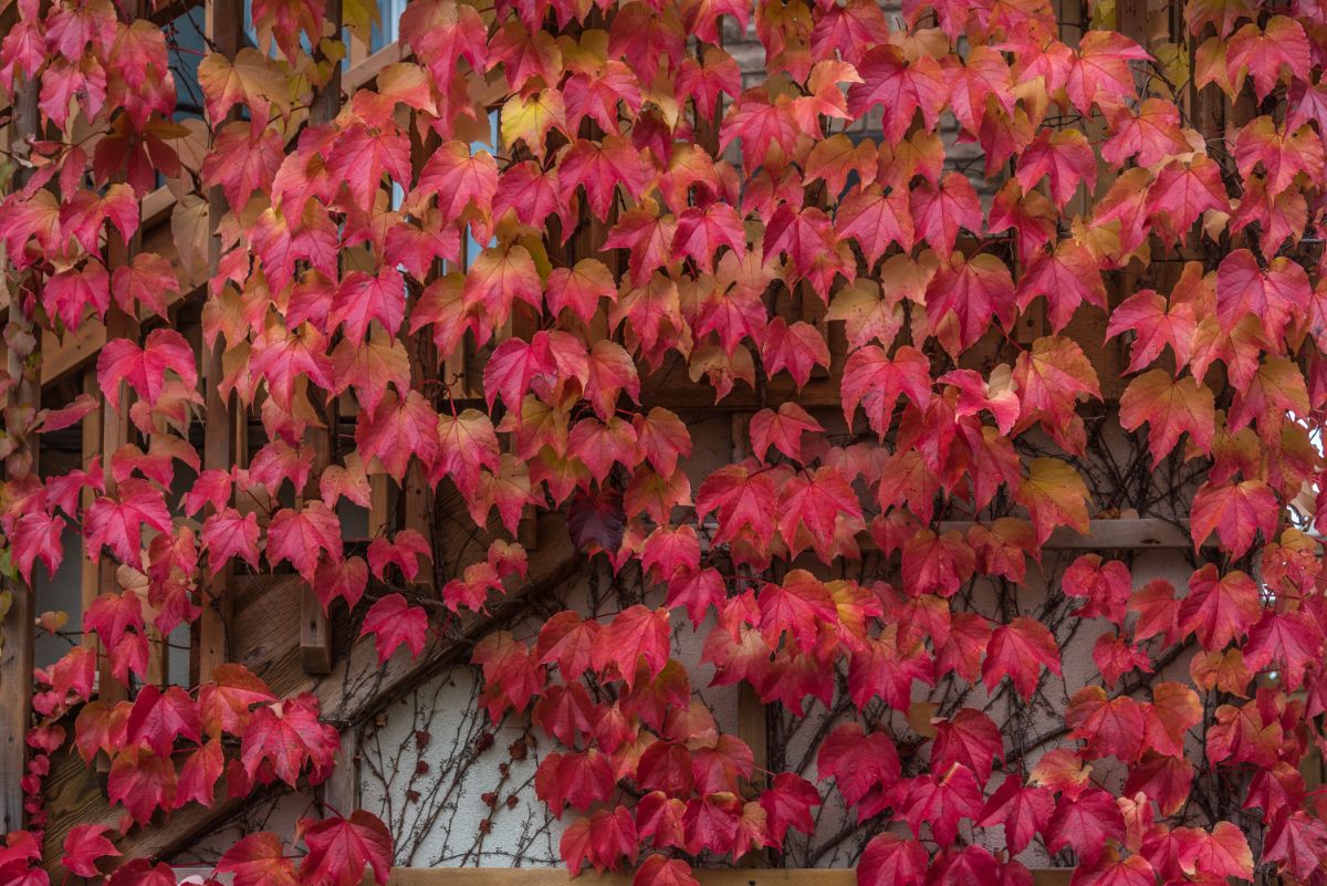 Red colored Boston Ivy