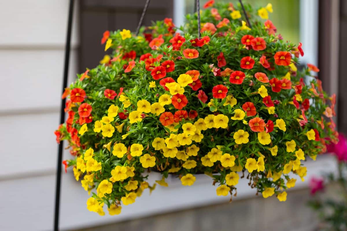 Colorful million bells in a hanging planter