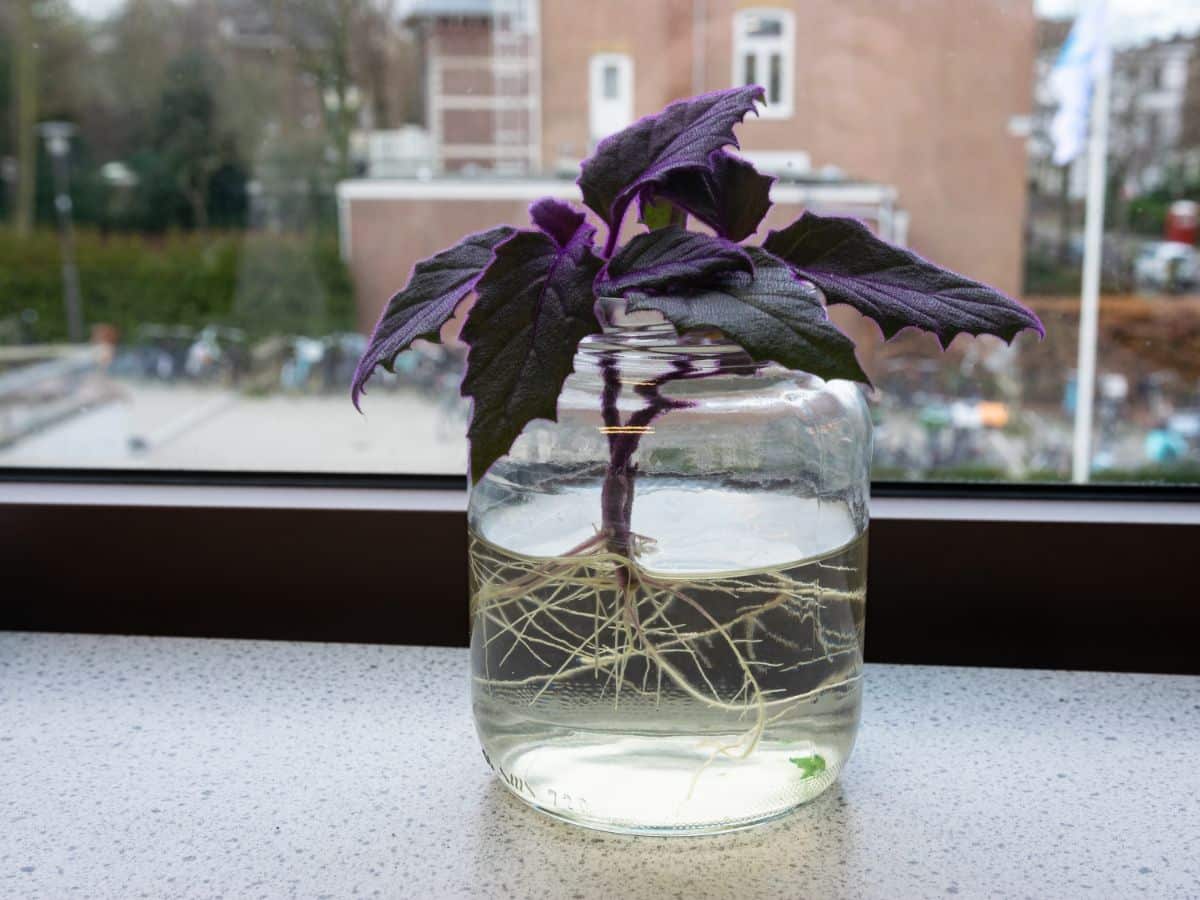Rooted velvet plant in water