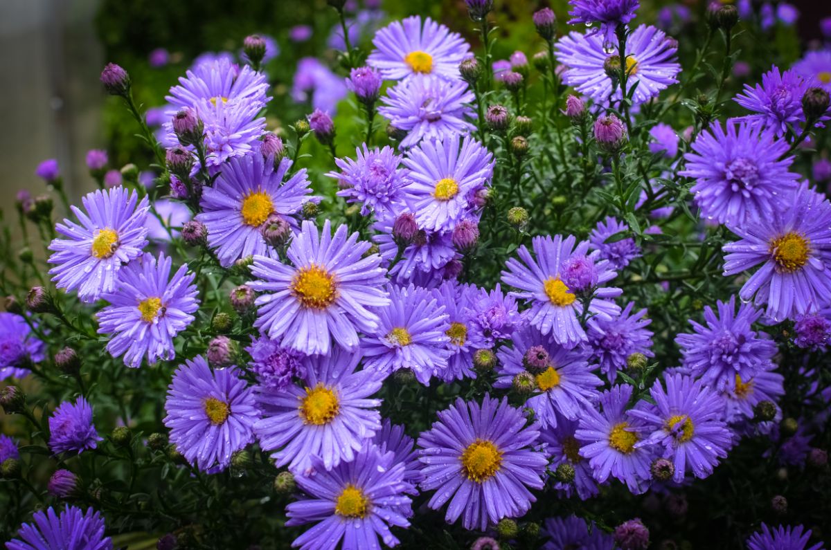 Asters, love worth waiting
