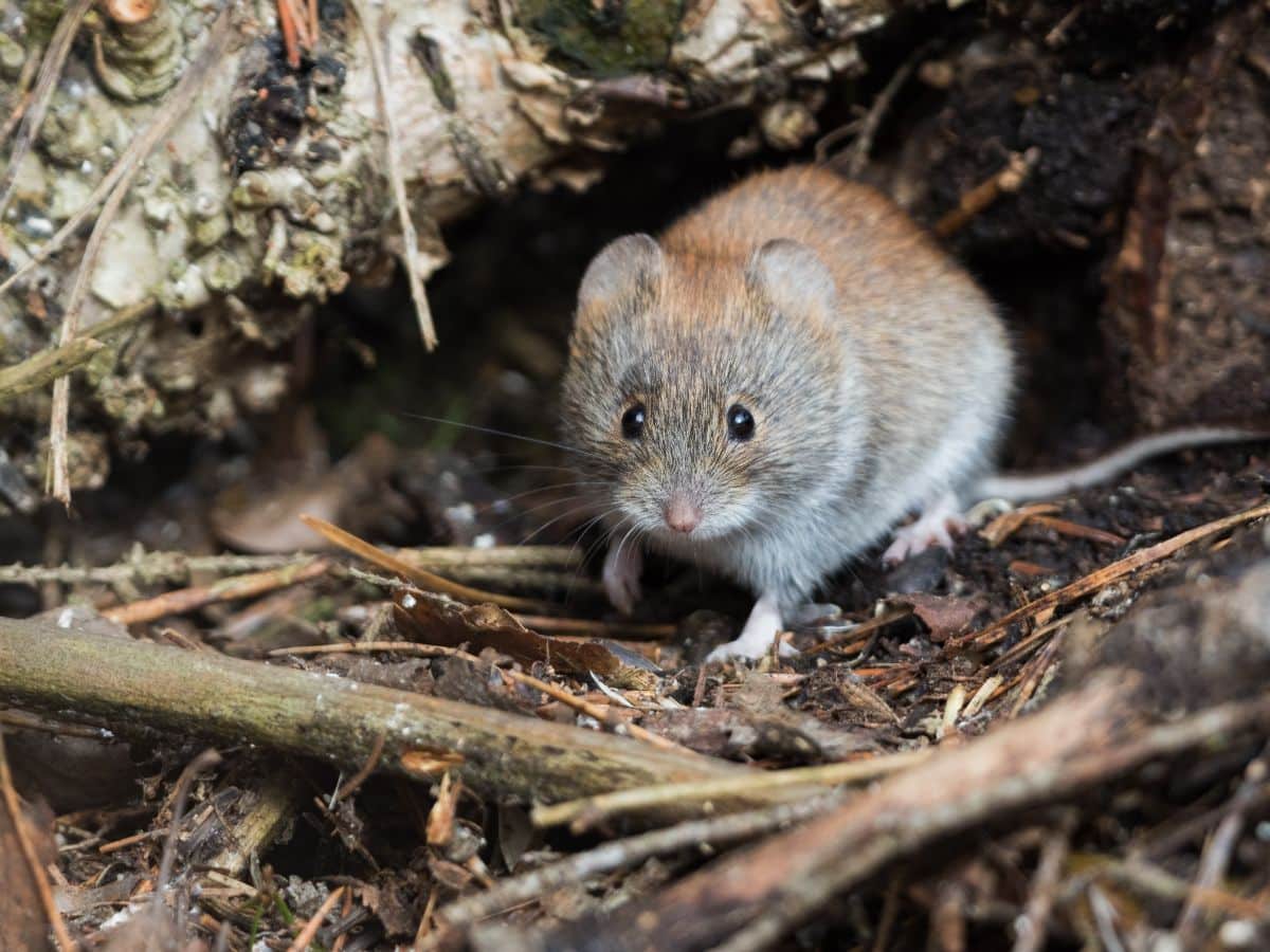 A mouse hunting for flower bulbs