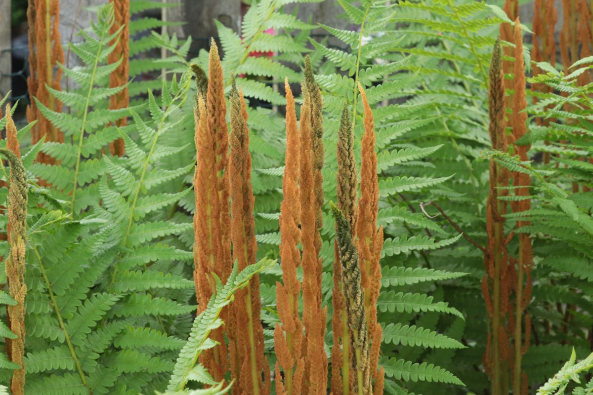 Brown cinnamon fern fronds