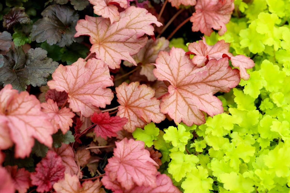 Colorful foliage on coral bells plants