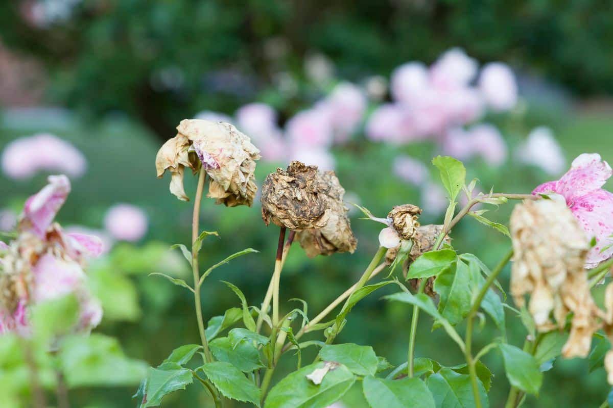 Old, dying roses on a rose bush ready for deadheading