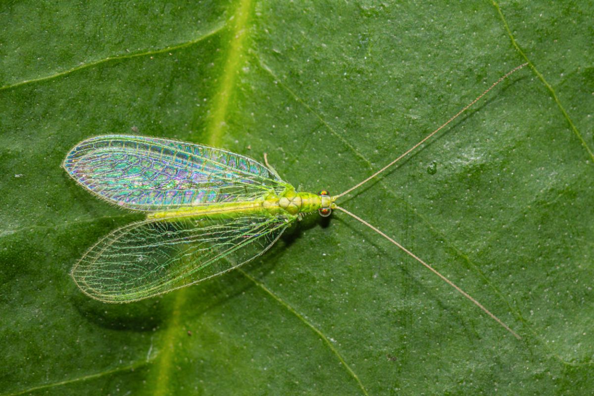 A large green lacewing on a leaf
