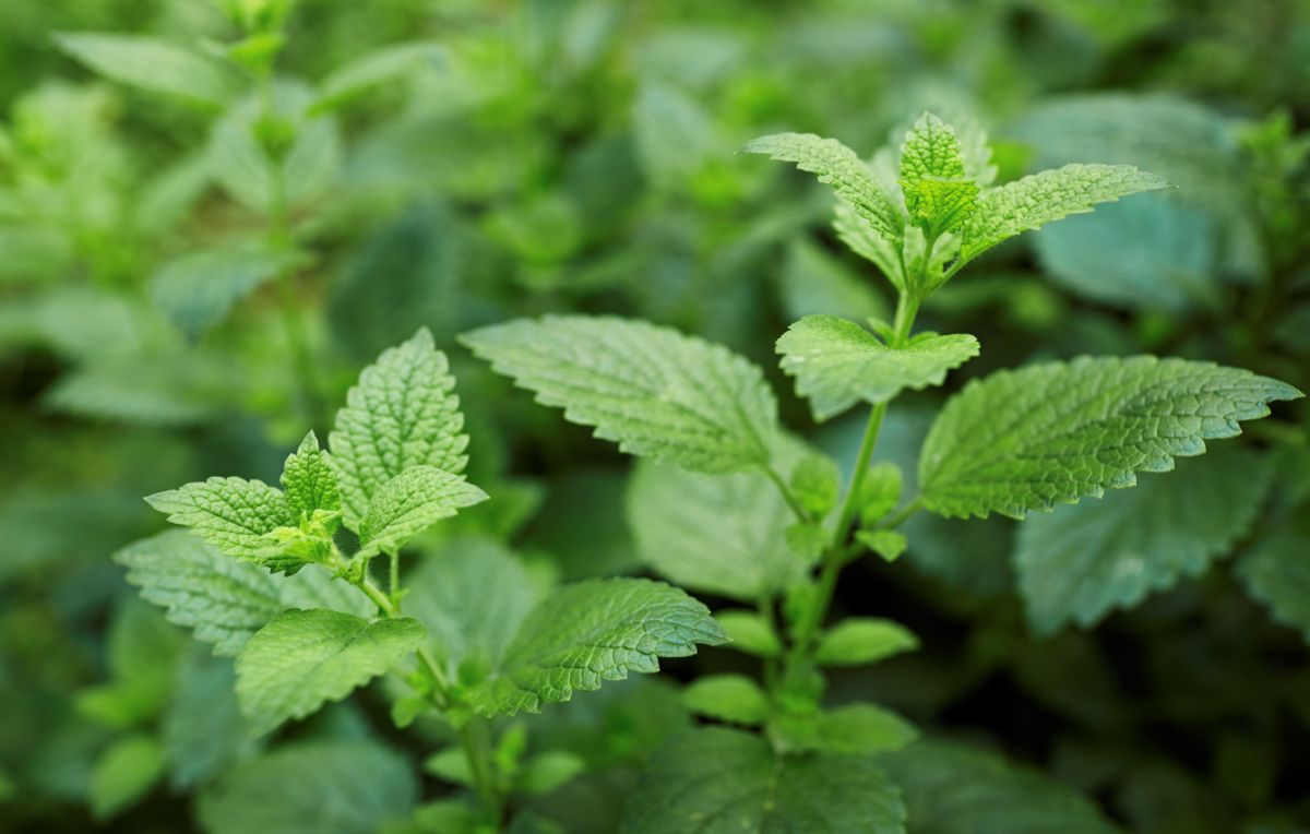 Fresh lemon balm for dehydrating