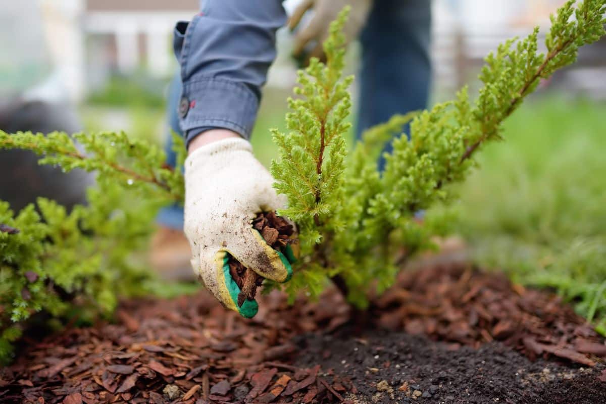 A gardener with gloves on applying mulch around a plant