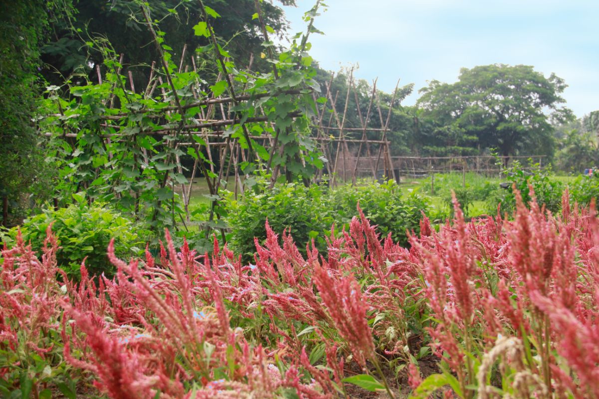 Permaculture used in a yard and garden 