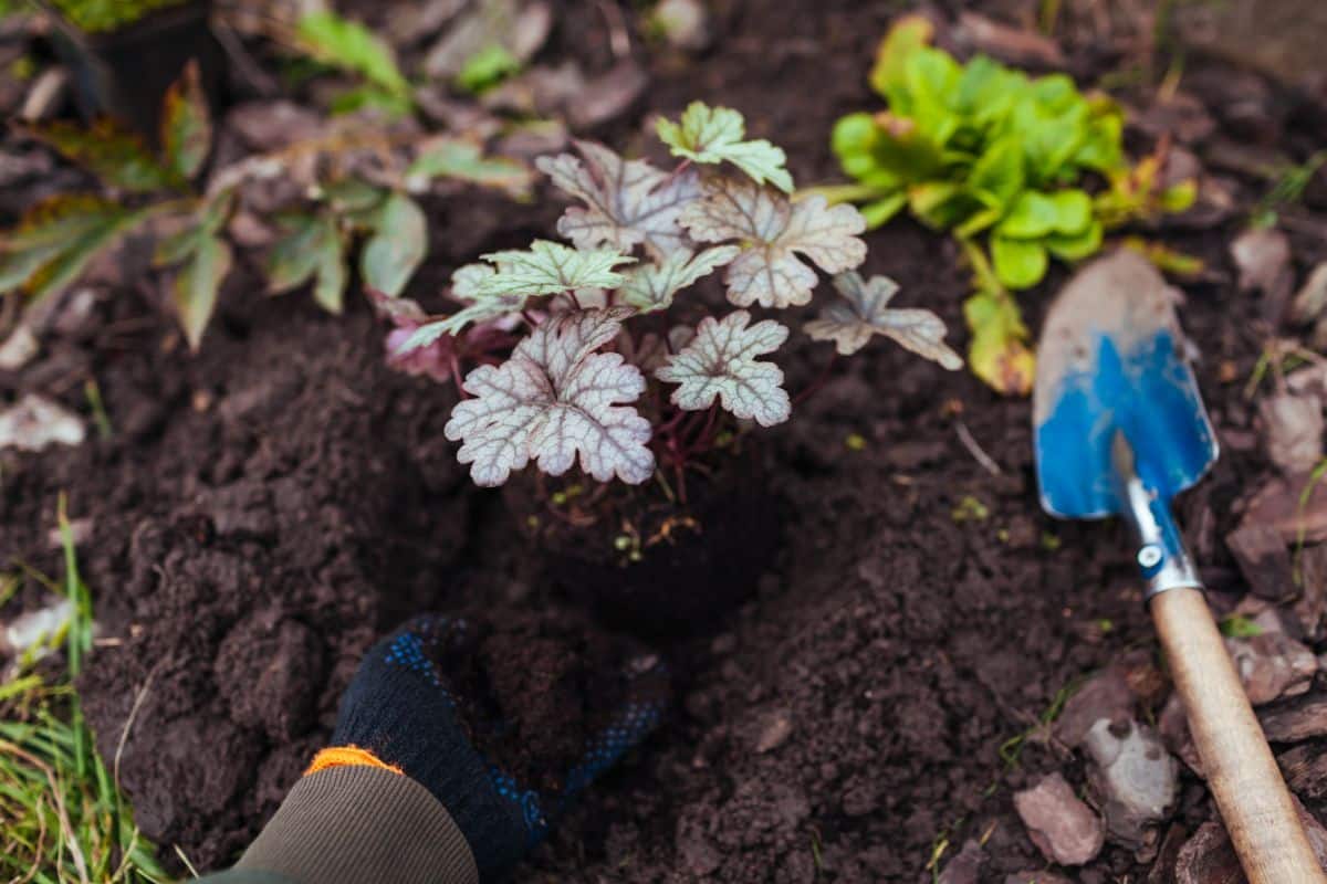 A gardener amending perennial soil in the fall