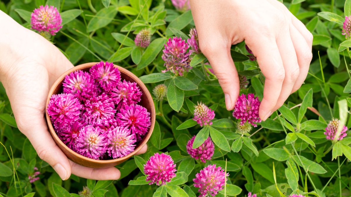 A woman picking red clover blossoms
